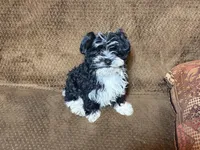 Barry, a male Havanese and Havashire for sale in Gray, GA – Photo 4 of 5