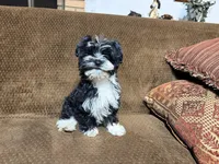 Barry, a male Havanese and Havashire for sale in Gray, GA – Photo 5 of 5
