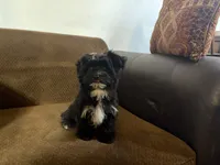 Fisko, a male Havanese and Havashire for sale in Macon, GA – 2 of 3