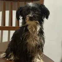 Daisy, a female Havanese and Havashire for sale in Macon, GA – 1 of 1