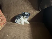 Sammy, a female Havanese and Havashire for sale in Gray, GA – Photo 2 of 2