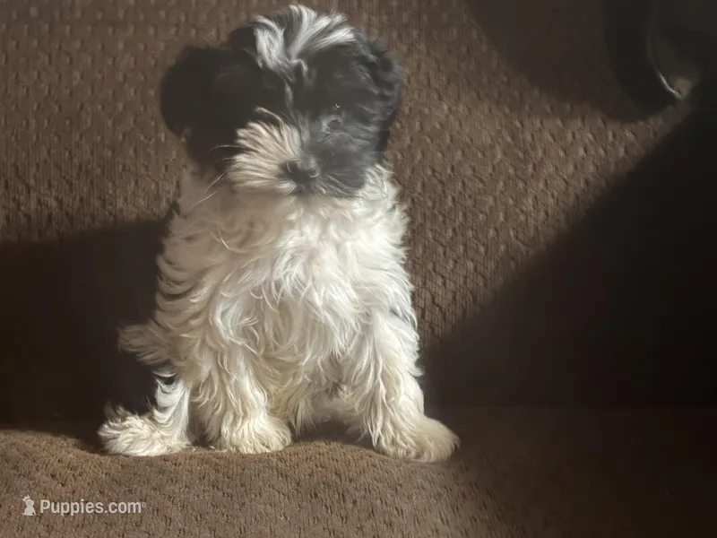 Sammy – Havanese, Havashire puppy for sale in Gray, GA
