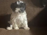 Sammy, a female Havanese and Havashire for sale in Gray, GA – Photo 1 of 2