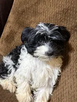 Henry, a male Havanese and Havashire for sale in Gray, GA – Photo 2 of 3
