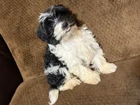 Henry, a male Havanese and Havashire for sale in Gray, GA – Photo 3 of 3