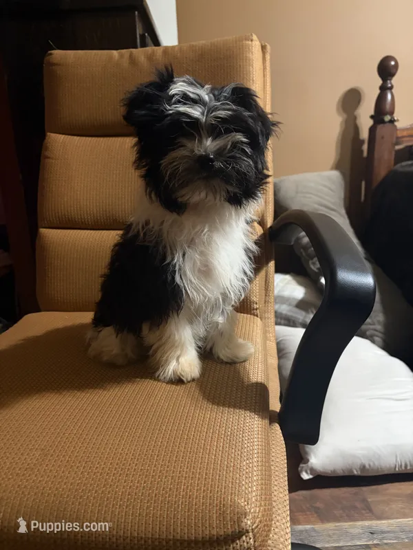 Harry – Havanese, Havashire puppy for sale in Macon, GA