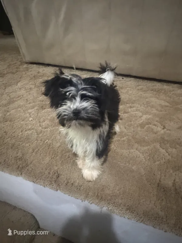 Duke – Havanese, Havashire puppy for sale in Gray, GA