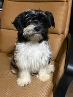 Henry, a male Havanese and Havashire for sale in Macon, GA – 2 of 3