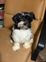 Henry, a male Havanese and Havashire for sale in Macon, GA – 3 of 3