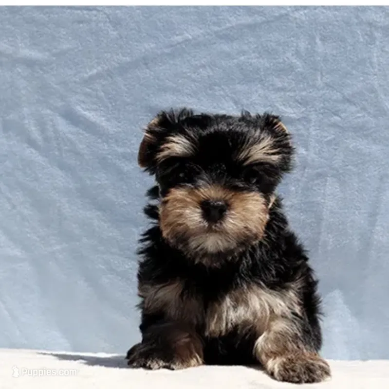 Louie  – Yorkshire Terrier puppy for sale in Los Angeles, CA