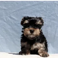 Louie , a male Yorkshire Terrier for sale in Los Angeles, CA – 1 of 3