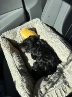 Louie , a male Yorkshire Terrier for sale in Los Angeles, CA – 3 of 3