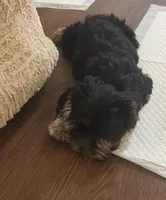 Louie , a male Yorkshire Terrier for sale in Los Angeles, CA – 2 of 3