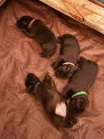 Lucky - AKC, a female Labrador Retriever for sale in Goodlettsville, TN – 4 of 10