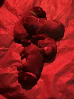 Lucky - AKC, a female Labrador Retriever for sale in Goodlettsville, TN – 10 of 10