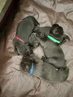 Lucky - AKC, a female Labrador Retriever for sale in Goodlettsville, TN – 6 of 10