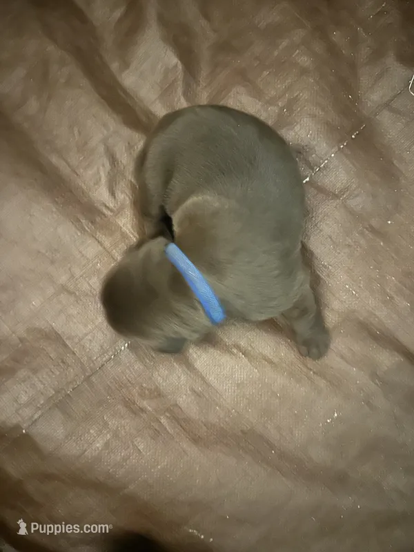 Lucky – Labrador Retriever puppy for sale in Goodlettsville, TN