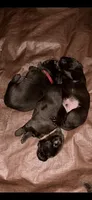 Huss - AKC , a male Labrador Retriever for sale in Goodlettsville, TN – 5 of 9