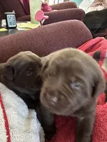 Bob - AKC, a male Labrador Retriever for sale in Goodlettsville, TN – 7 of 7