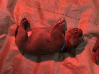 Lucky - AKC, a female Labrador Retriever for sale in Goodlettsville, TN – 9 of 10