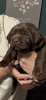 Huss - AKC , a male Labrador Retriever for sale in Goodlettsville, TN – 1 of 9