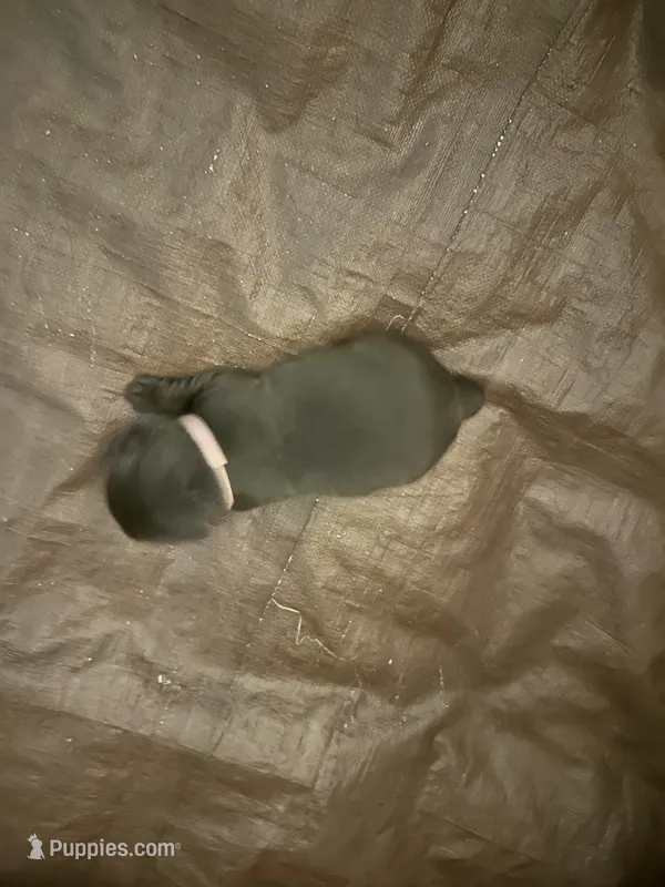 Alice – Labrador Retriever puppy for sale in Goodlettsville, TN