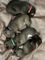 Bob - AKC, a male Labrador Retriever for sale in Goodlettsville, TN – 5 of 7