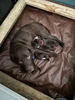 Lucky - AKC, a female Labrador Retriever for sale in Goodlettsville, TN – 7 of 10