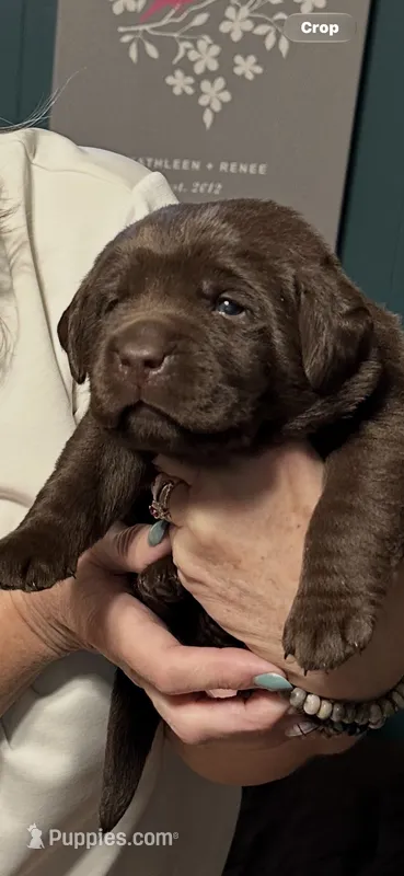 Bob - AKC – Labrador Retriever puppy for sale in Goodlettsville, TN