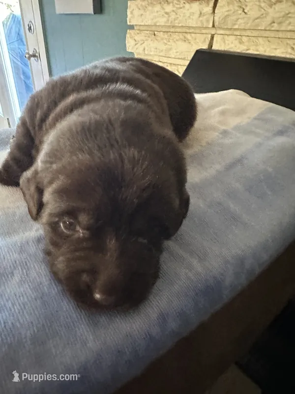 Alice - AKC – Labrador Retriever puppy for sale in Goodlettsville, TN