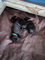 Alice, a female Labrador Retriever for sale in Goodlettsville, TN – 2 of 8