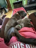 Huss - AKC , a male Labrador Retriever for sale in Goodlettsville, TN – 6 of 9