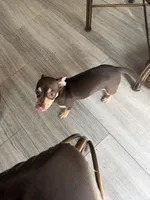 Peanut , a male Chihuahua for sale in Collierville, TN – Photo 4 of 4