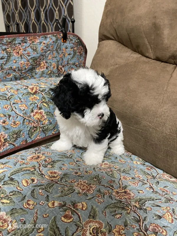 Jewel  – Maltipoo, Shih Tzu puppy for sale in Goodyear, AZ