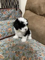 Jewel on hold, a female Maltipoo and Shih Tzu for sale in Goodyear, AZ – 1 of 6