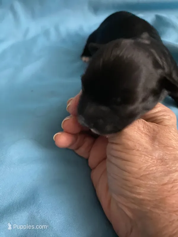 Cricket – Maltipoo, Havanese puppy for sale in Goodyear, AZ
