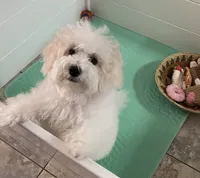 Clayton , a male Maltipoo and Havanese for sale in Goodyear, AZ – 2 of 3