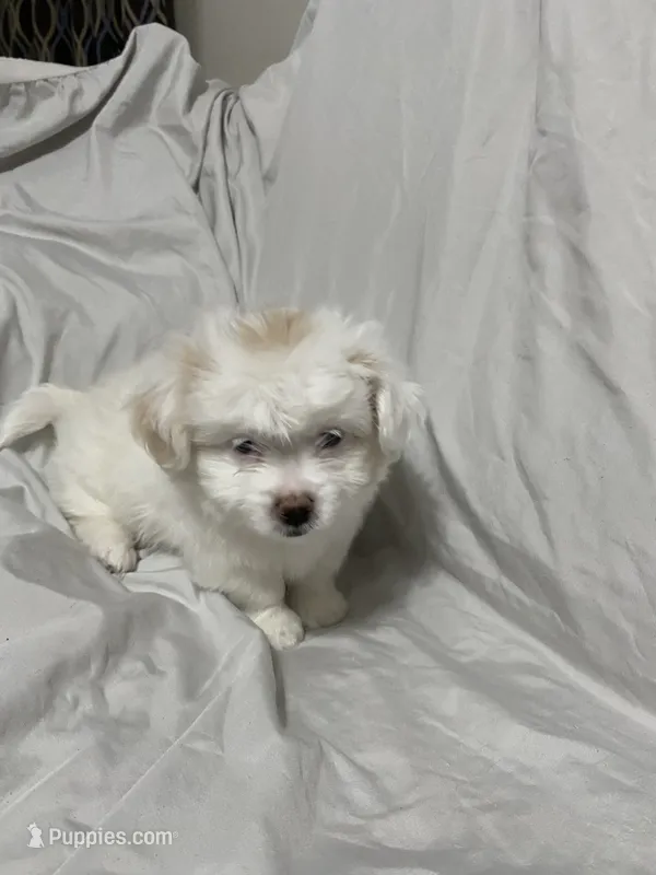 Agatha – Havanese, Shih Tzu puppy for sale in Goodyear, AZ