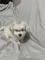 Agatha, a female Havanese and Shih Tzu for sale in Goodyear, AZ – 1 of 7