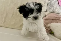 Maggie , a female Maltipoo and Havanese for sale in Goodyear, AZ – 5 of 7