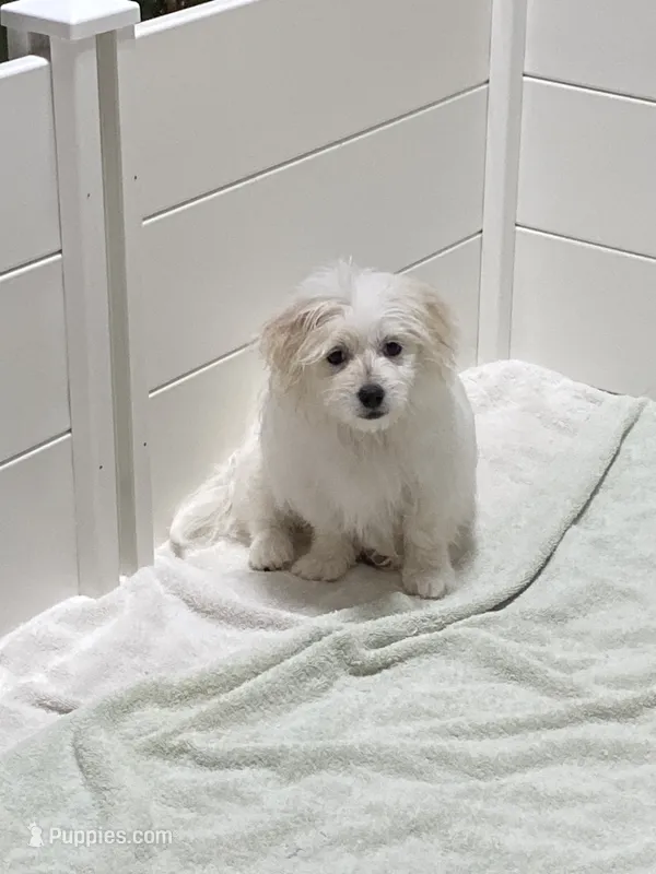 Blanche – Havanese, Shih Tzu puppy for sale in Goodyear, AZ