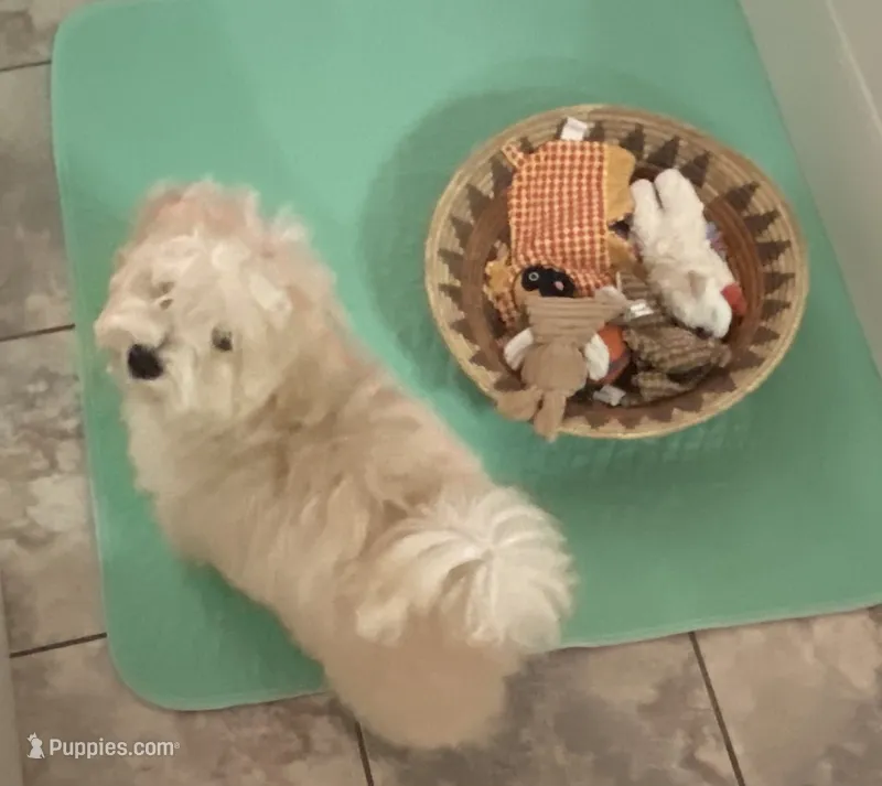 Felix – Havamalt puppy for sale in Goodyear, AZ