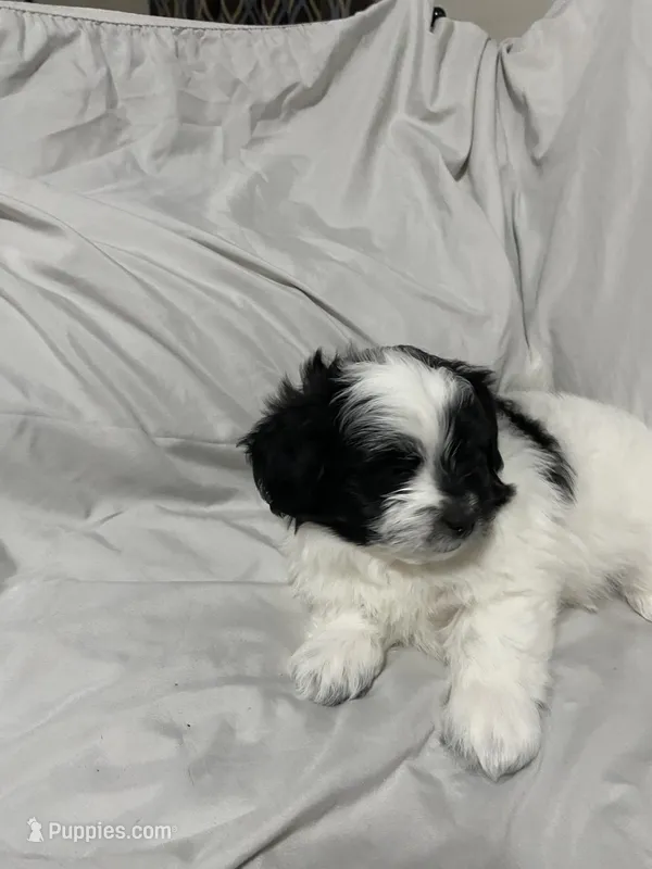 Martin – Havanese, Shih Tzu puppy for sale in Goodyear, AZ