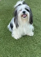 Blanch, a female Havanese and Shih Tzu for sale in Goodyear, AZ – 6 of 7