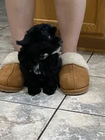 Cricket , a female Maltipoo and Havanese for sale in Goodyear, AZ – 3 of 6