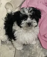 Maggie , a female Maltipoo and Havanese for sale in Goodyear, AZ – 4 of 7