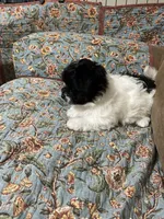 Baxter , a male Havanese and Shih Tzu for sale in Goodyear, AZ – 1 of 7