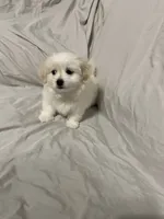 Blanche, a female Havanese and Shih Tzu for sale in Goodyear, AZ – 2 of 8