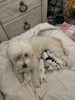 Jewel , a female Maltipoo and Shih Tzu for sale in Goodyear, AZ – 3 of 5