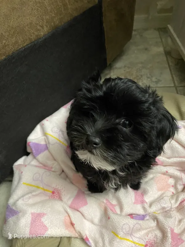 Cricket  – Maltipoo, Havanese puppy for sale in Goodyear, AZ